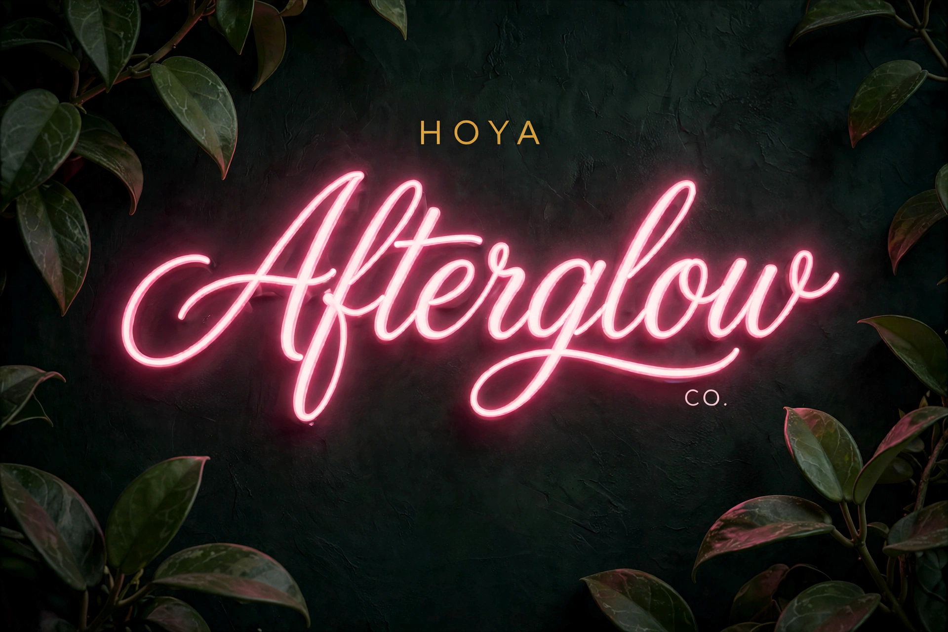 Hoya Afterglow Co